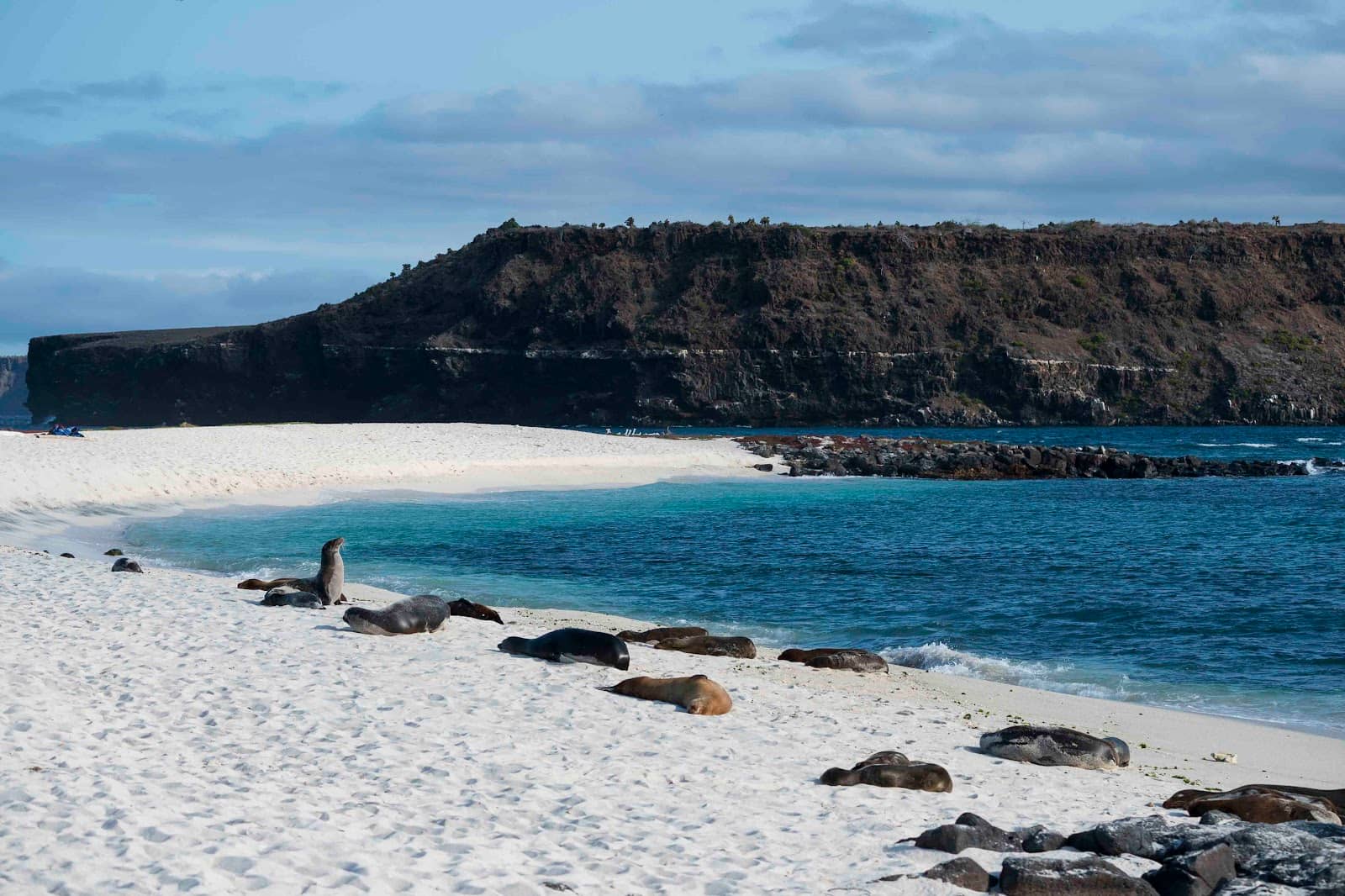 Birdwatching Opportunities