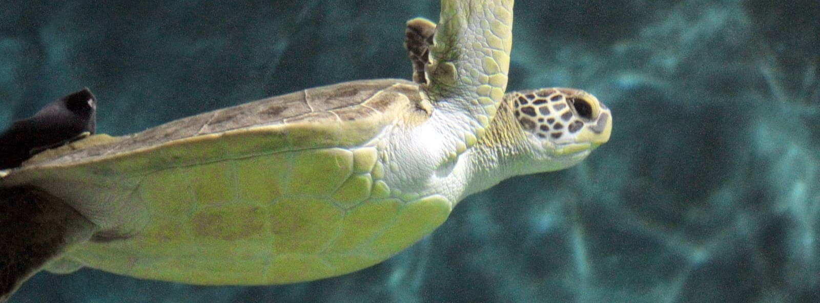 National Mississippi River Museum & Aquarium - Image 1