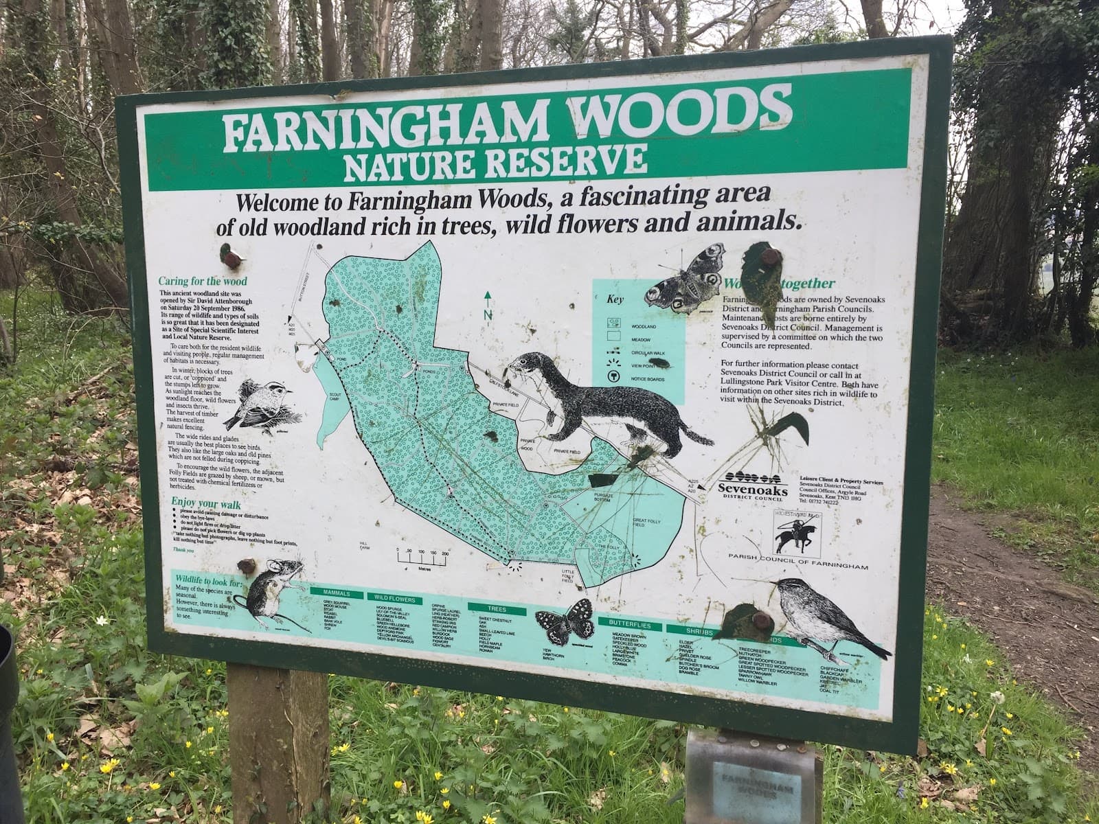 Farningham Woods National Nature Reserve - Image 1