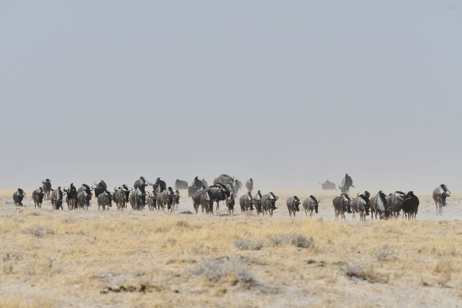 Okondeka Area Etosha National Park - Image 1