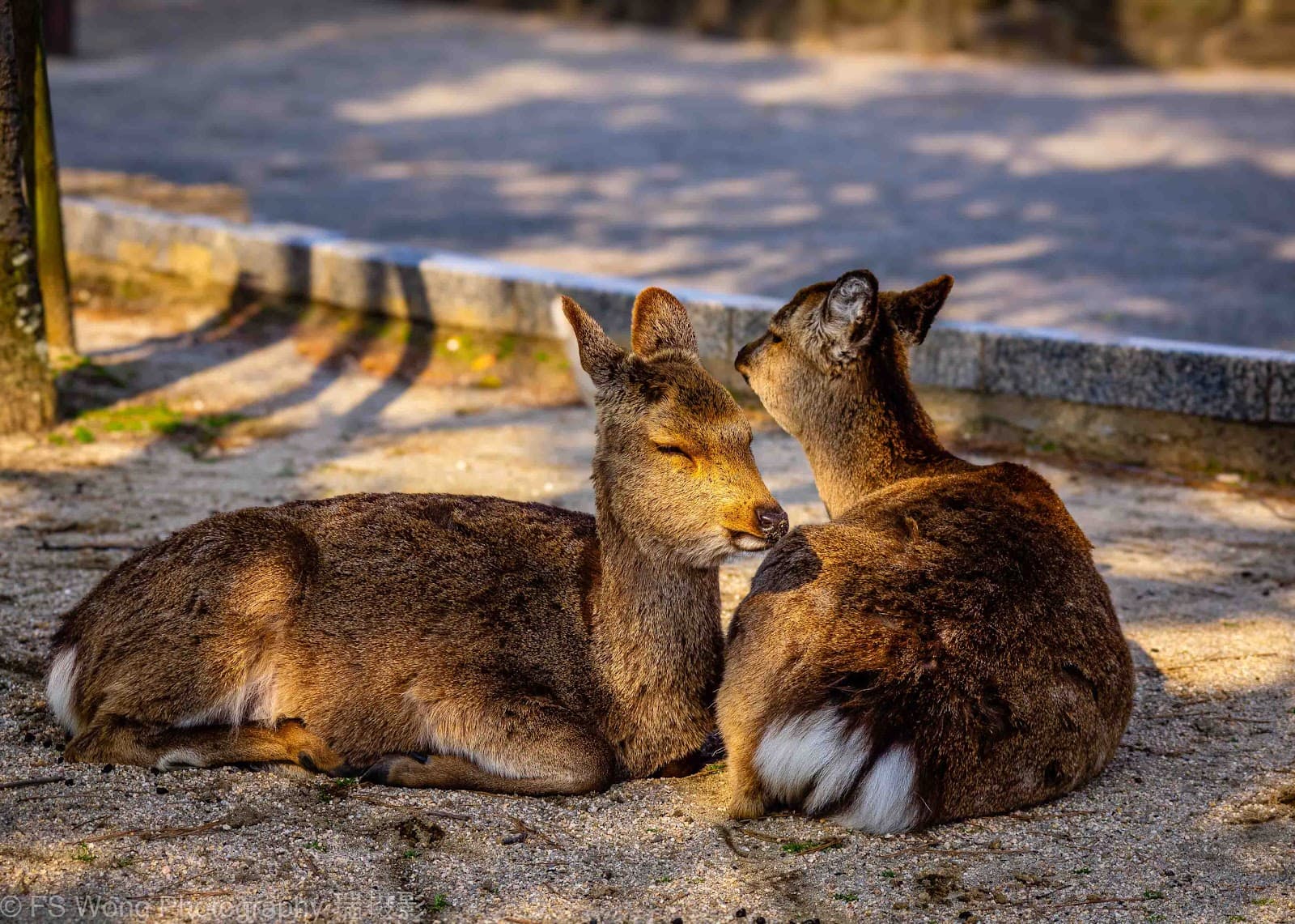 Miyajima Island - Image 1