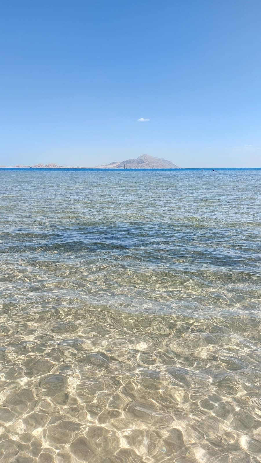 Manta Ray & Napoleon Wrasse Sightings