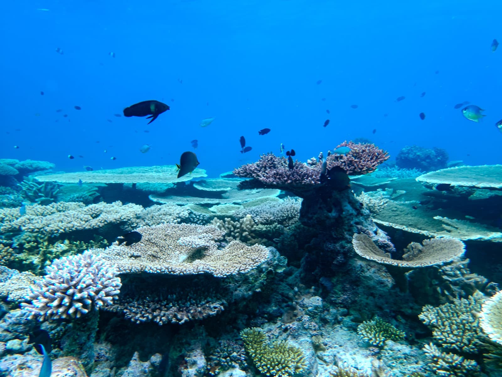Coral Gardens Malé Atoll - Image 1
