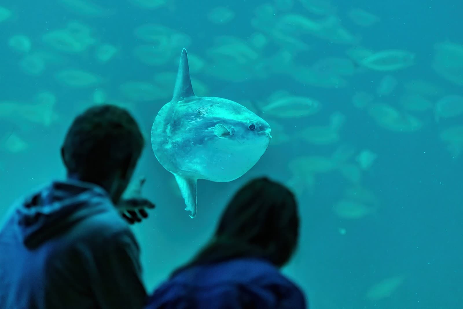 North Sea Aquarium - Image 1