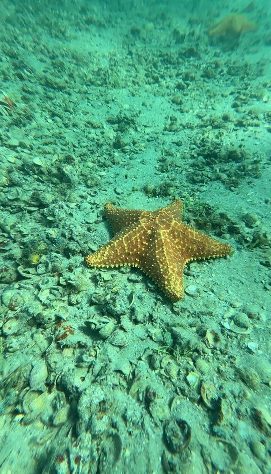 Phil Foster Park Blue Heron Bridge Snorkel Trail - Image 1