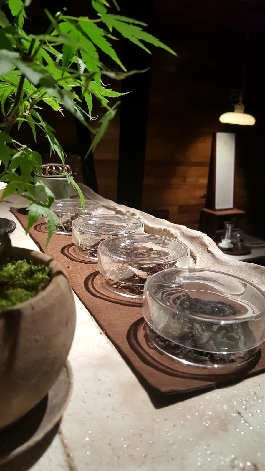 Various Cat Cafes/Bookstores - Image 1