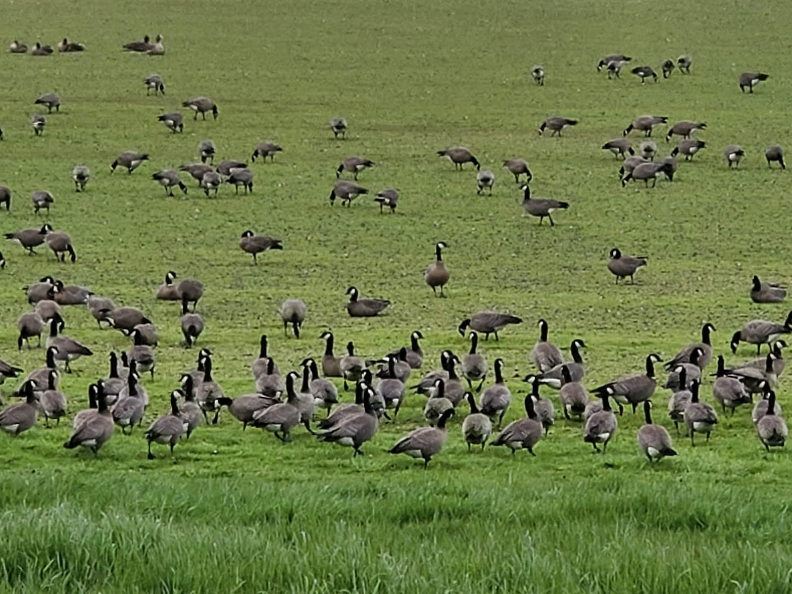 Baskett Slough National Wildlife Refuge - Image 1