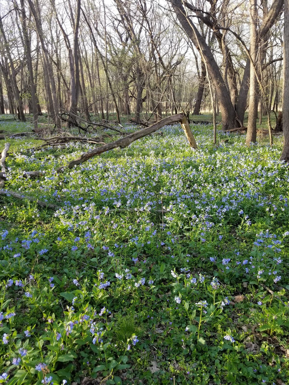 Katoski Greenbelt - Image 1