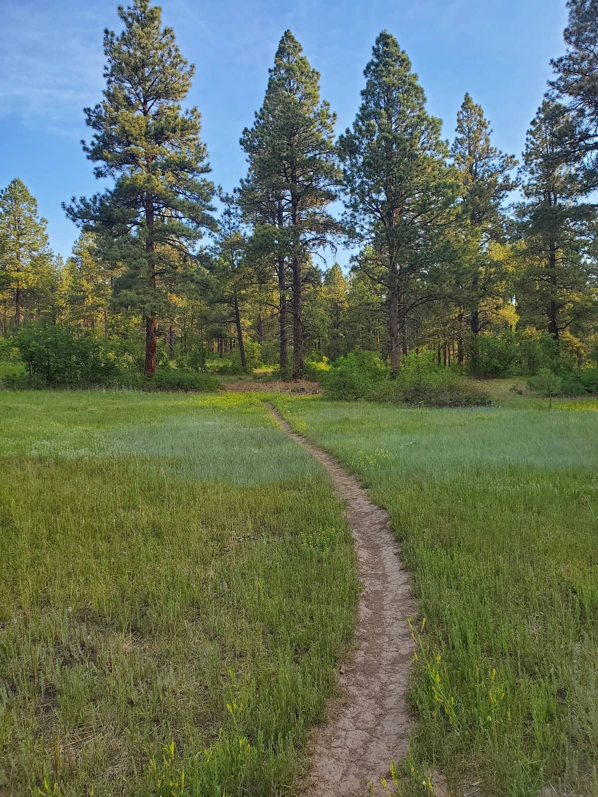 Dog-Friendly Environment