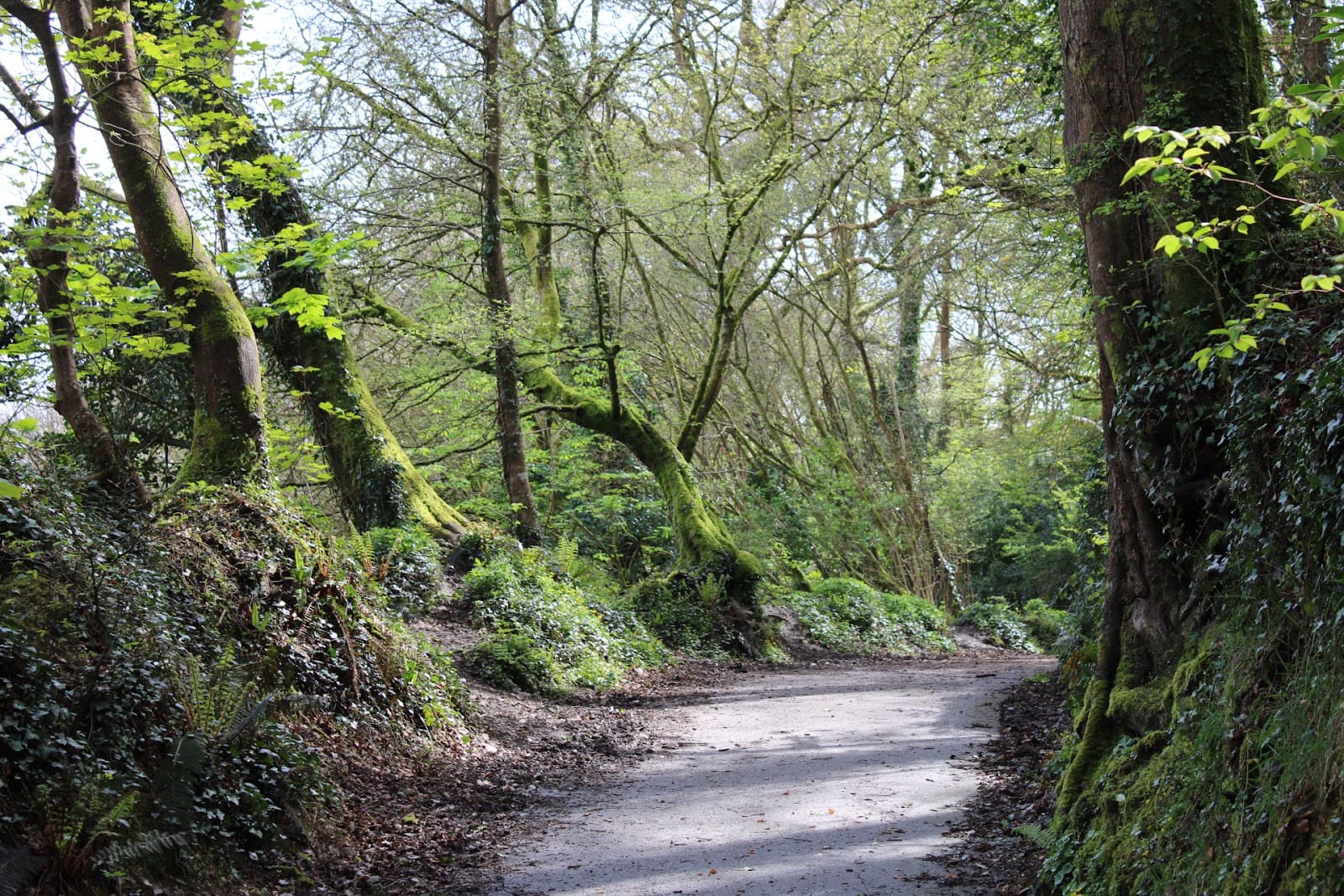 Ham Woods Local Nature Reserve - Image 1