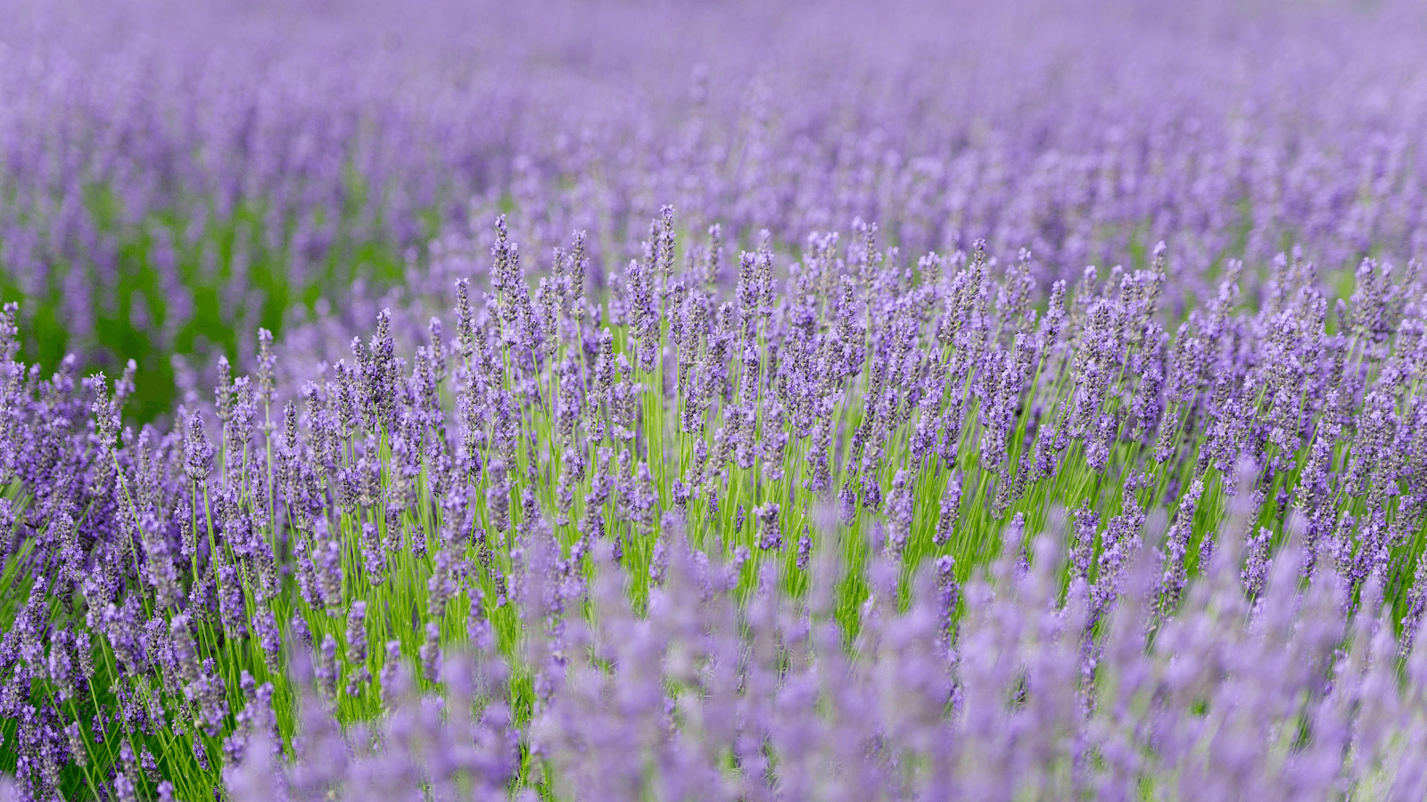 Lavender by the Bay - Image 1