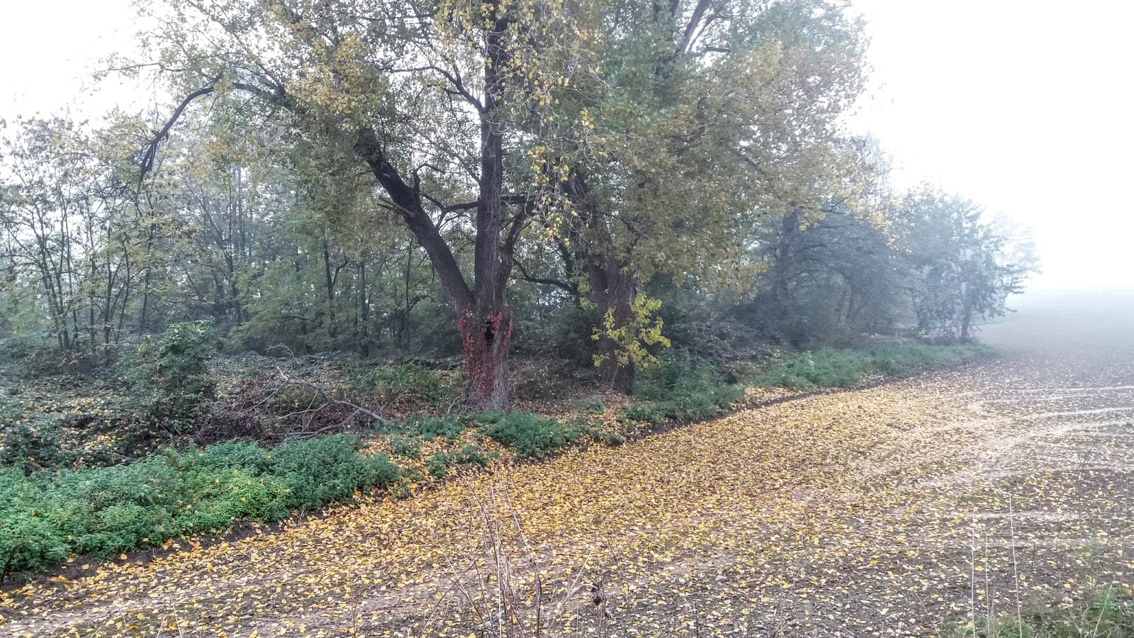 Parco dei Fontanili (Rho) - Image 1