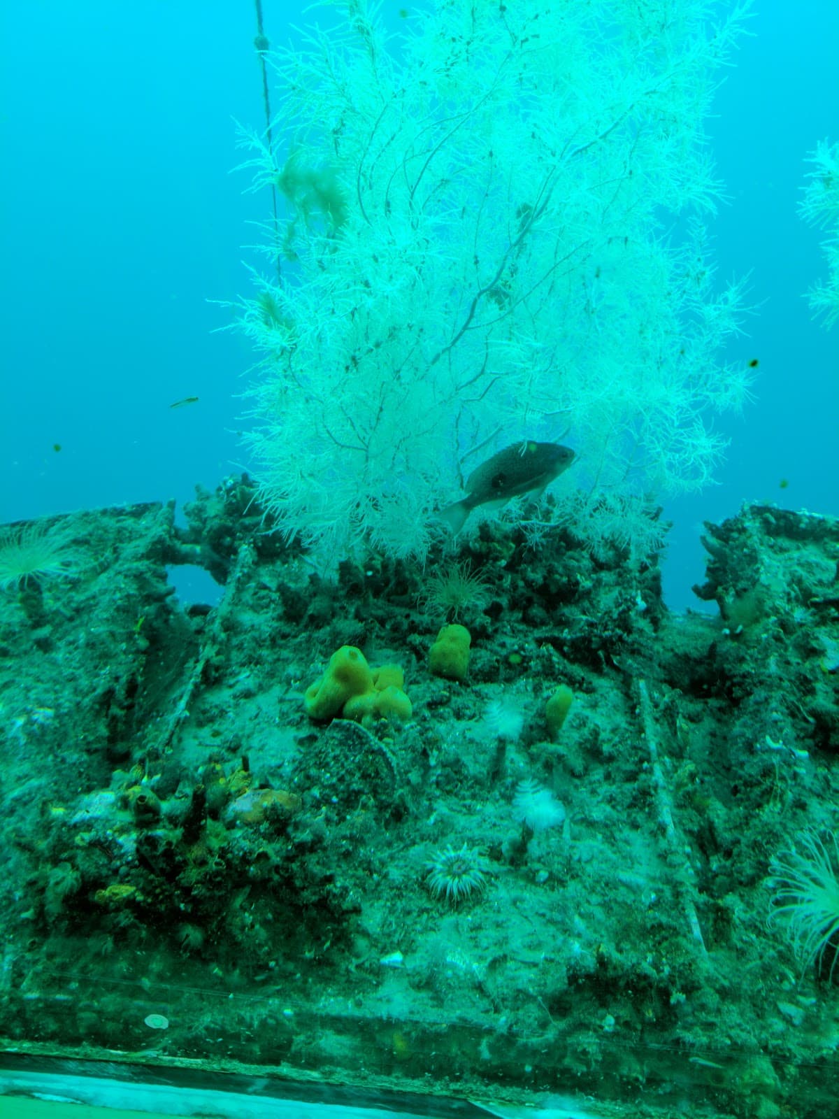Milford Sound Underwater Observatory - Image 1