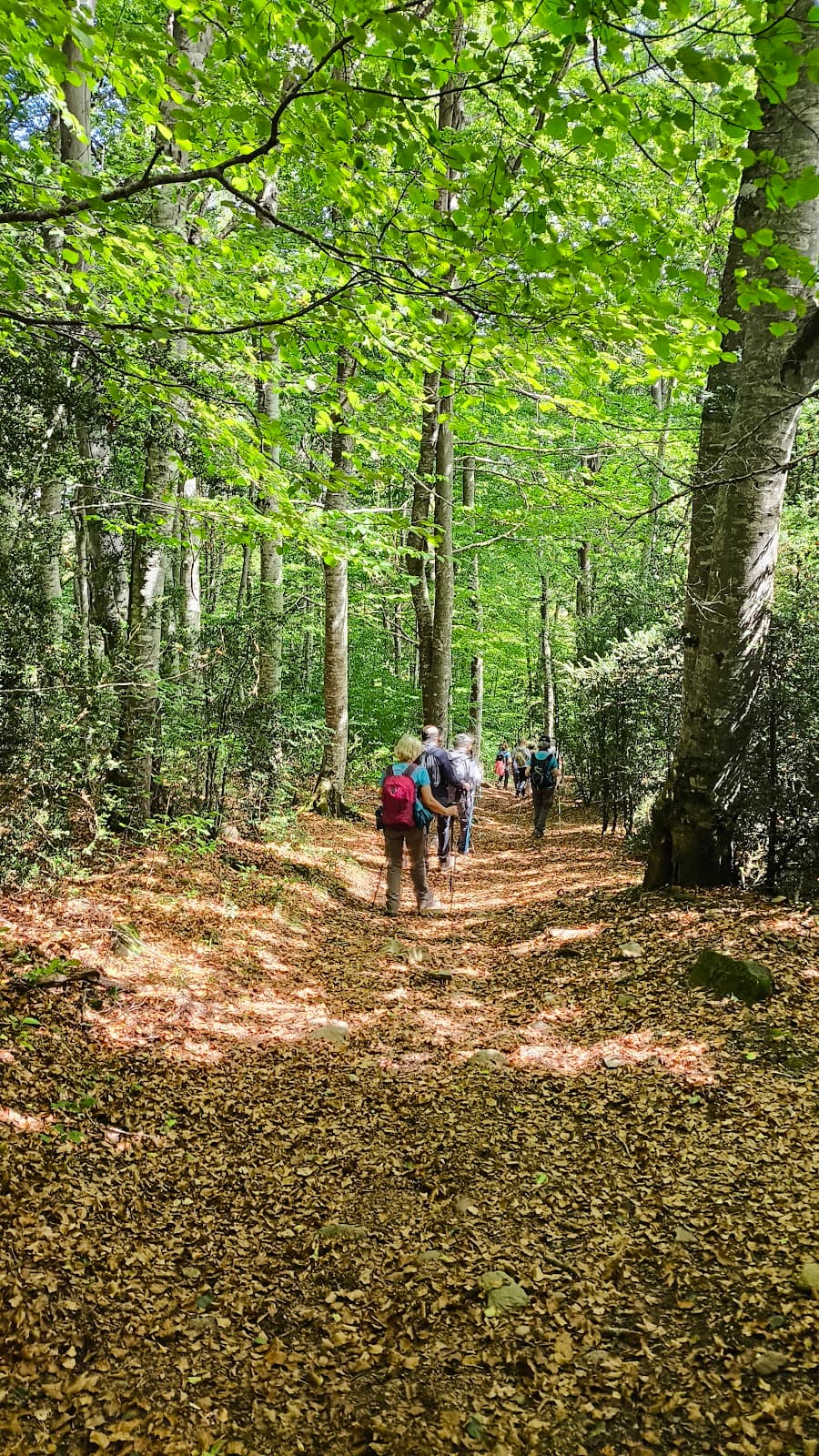 Bosque del Betato - Image 1