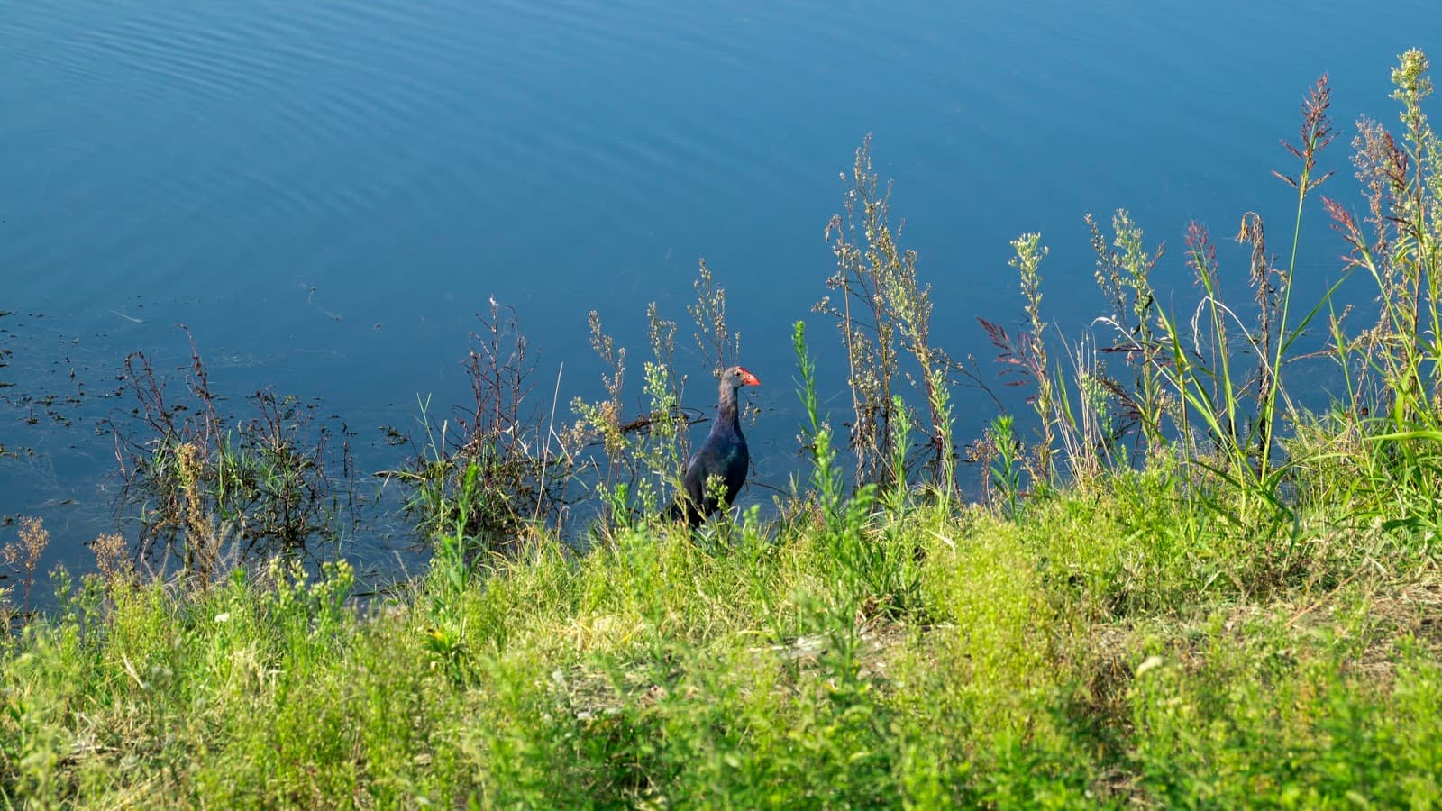 Imereti Ornithological Park - Image 1