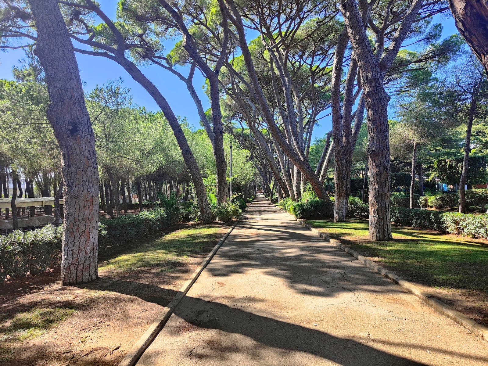 Pineta Marradi - Image 1