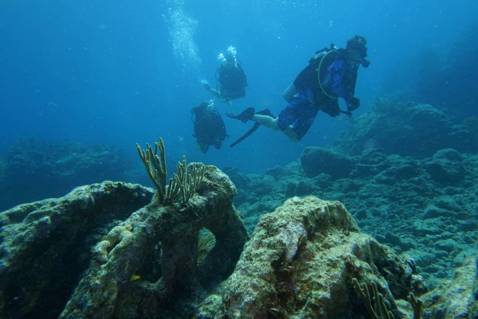 Abundant Marine Life