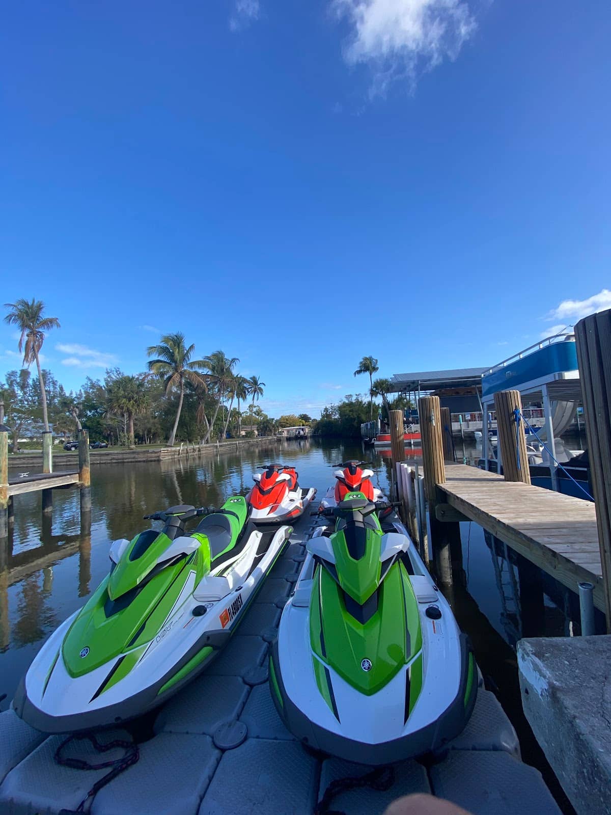 Dolphin Watching Excursions