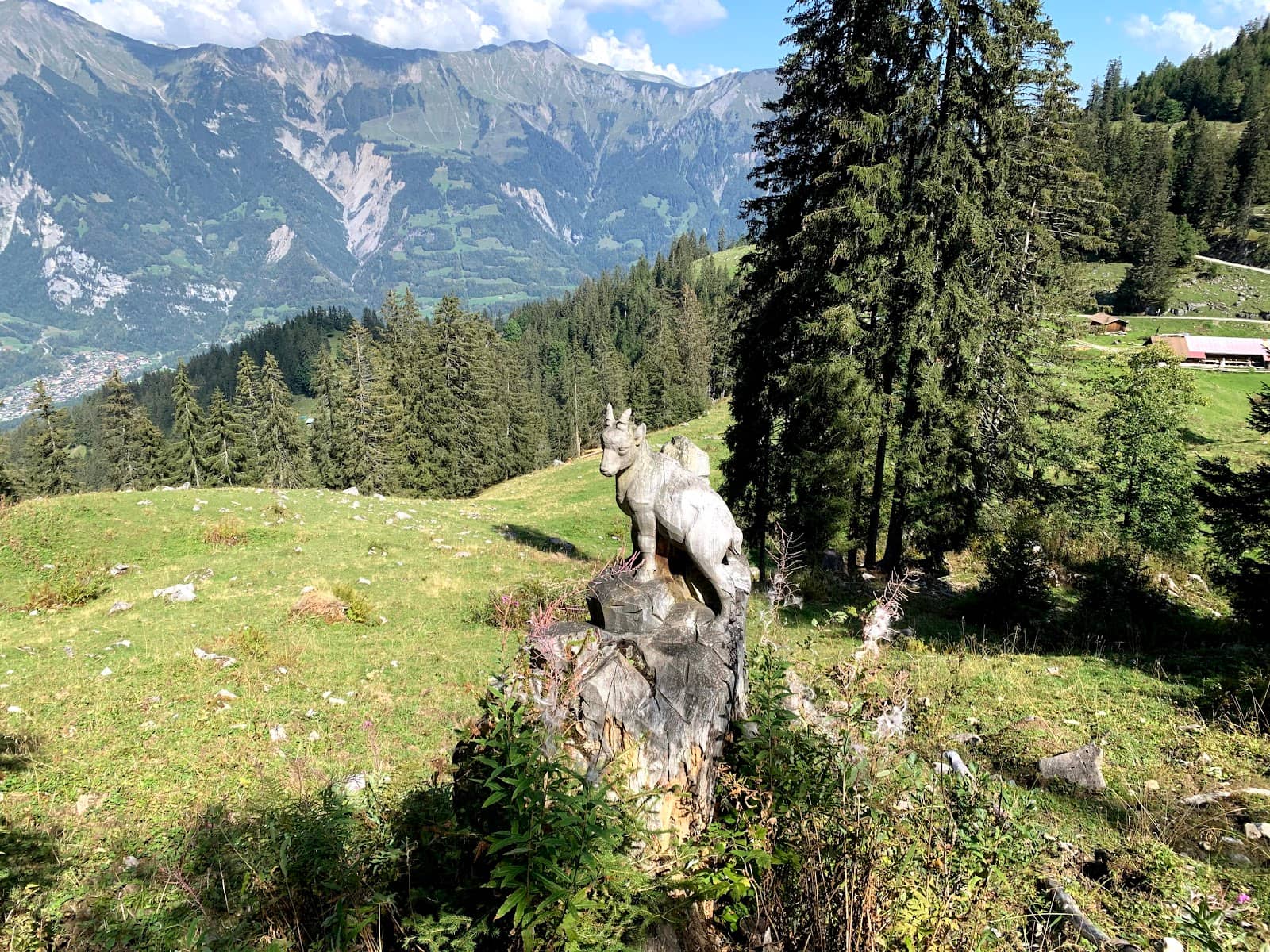 Tranquil Forest Walk