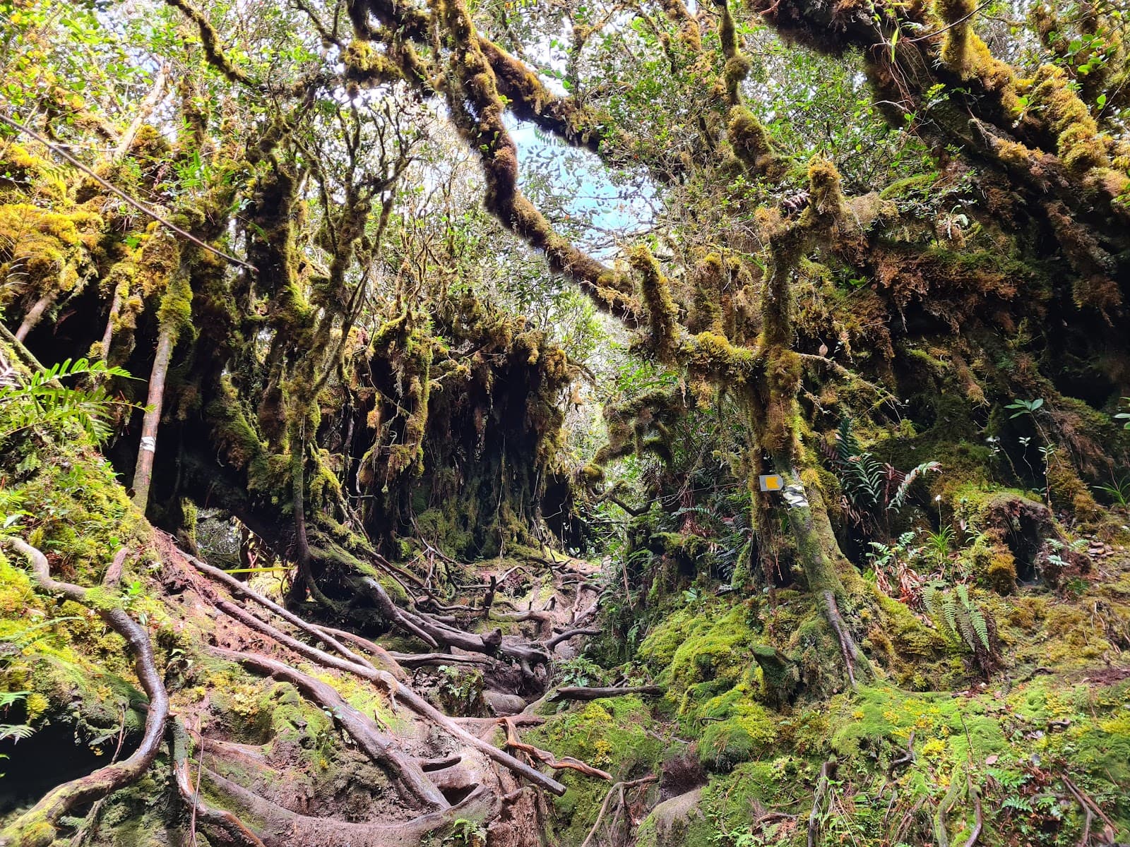 Gunung Irau - Image 1