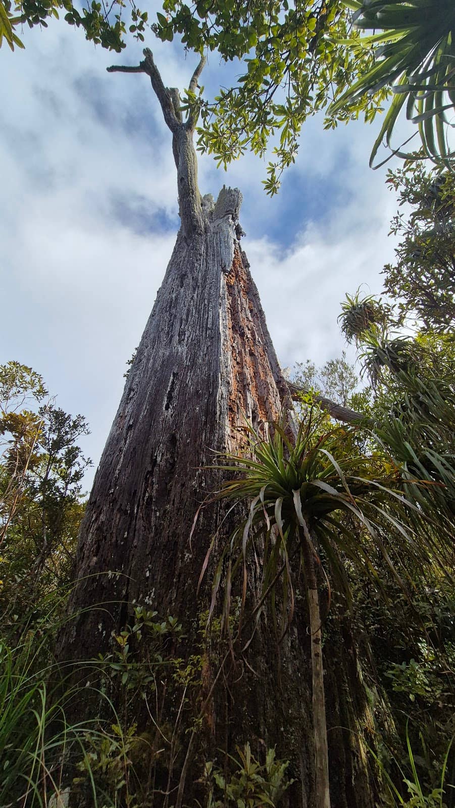 Coromandel Forest Walks