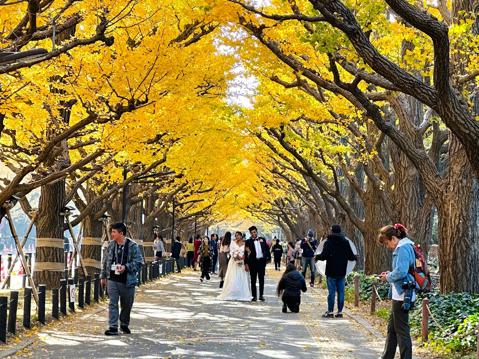 Meiji Jingu Gaien Ginkgo Avenue - Image 1