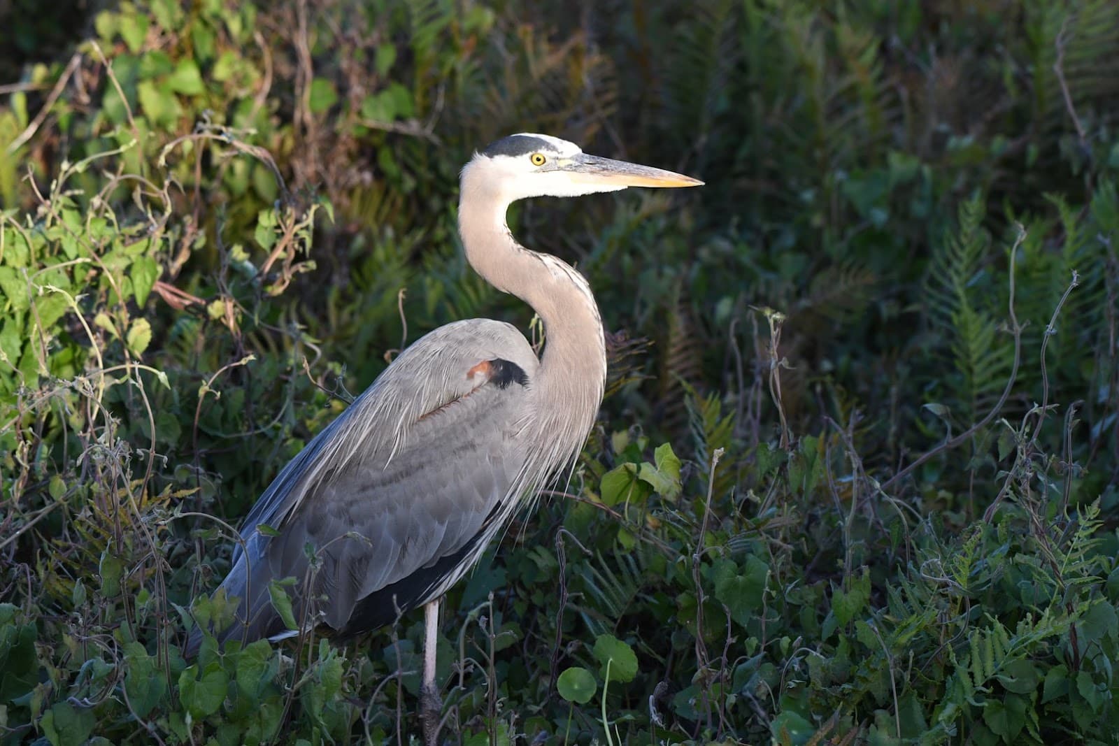 Herbert Hoover Dike (Clewiston Levee) - Image 1