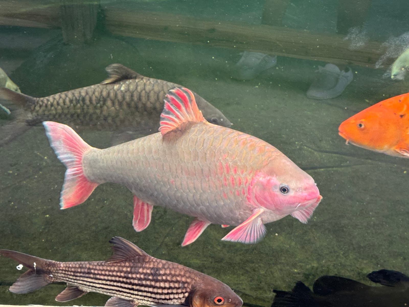 Naples National Aquarium - Image 1