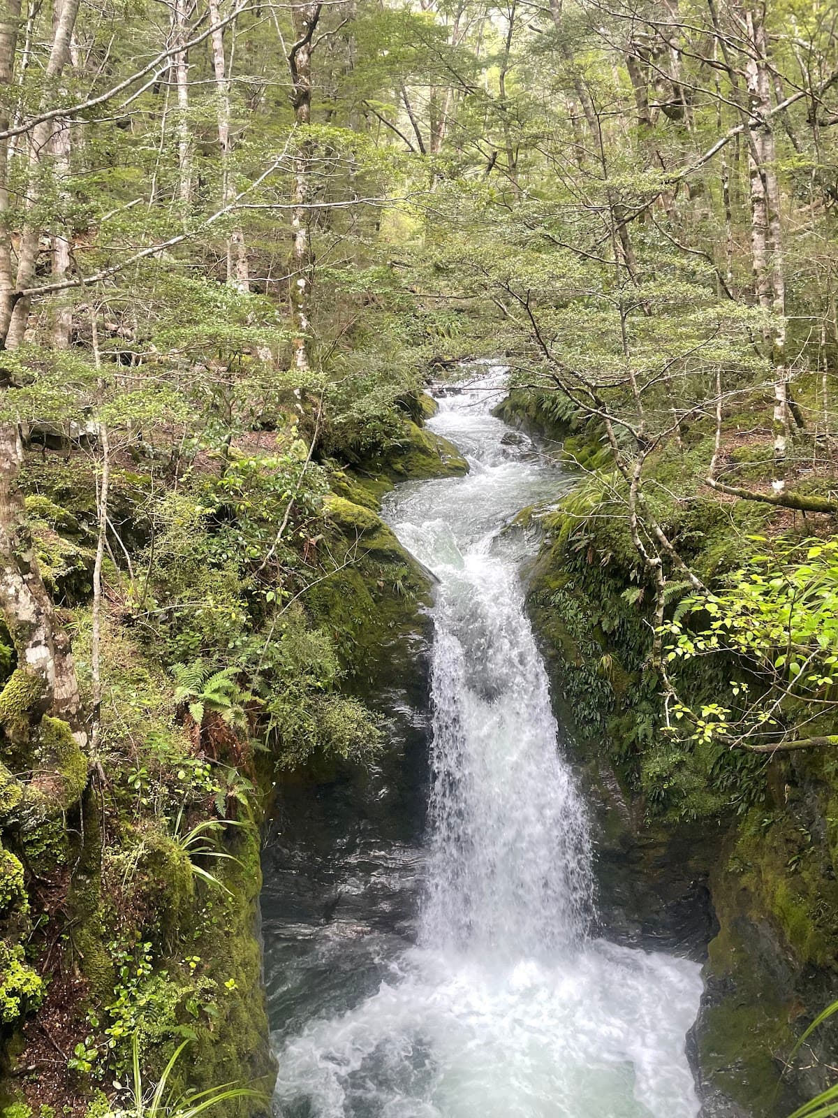 Mt Crichton Loop and Sam Summers Hut - Image 1