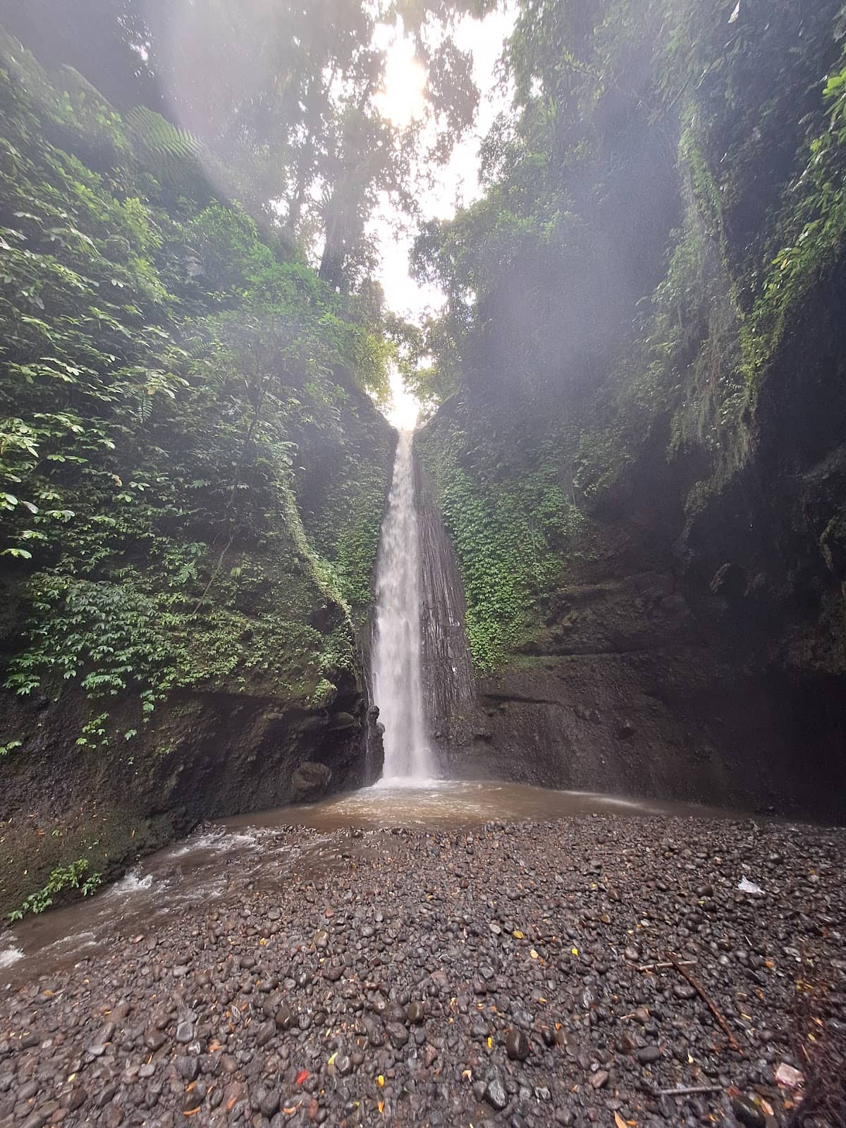 Black Monkey Sightings