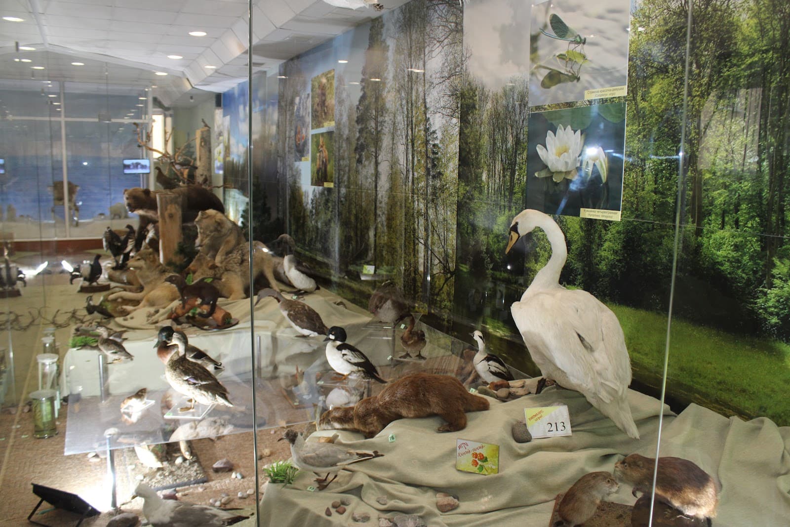 Museum of Nature of the Komi Republic - Image 1
