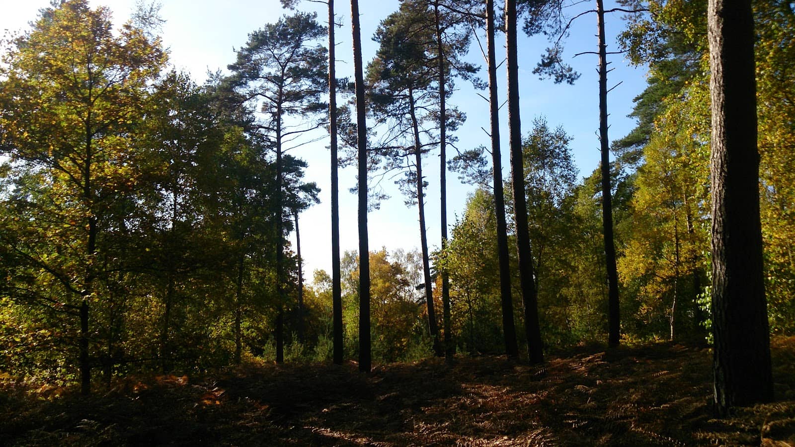 Mountain Biking Trails