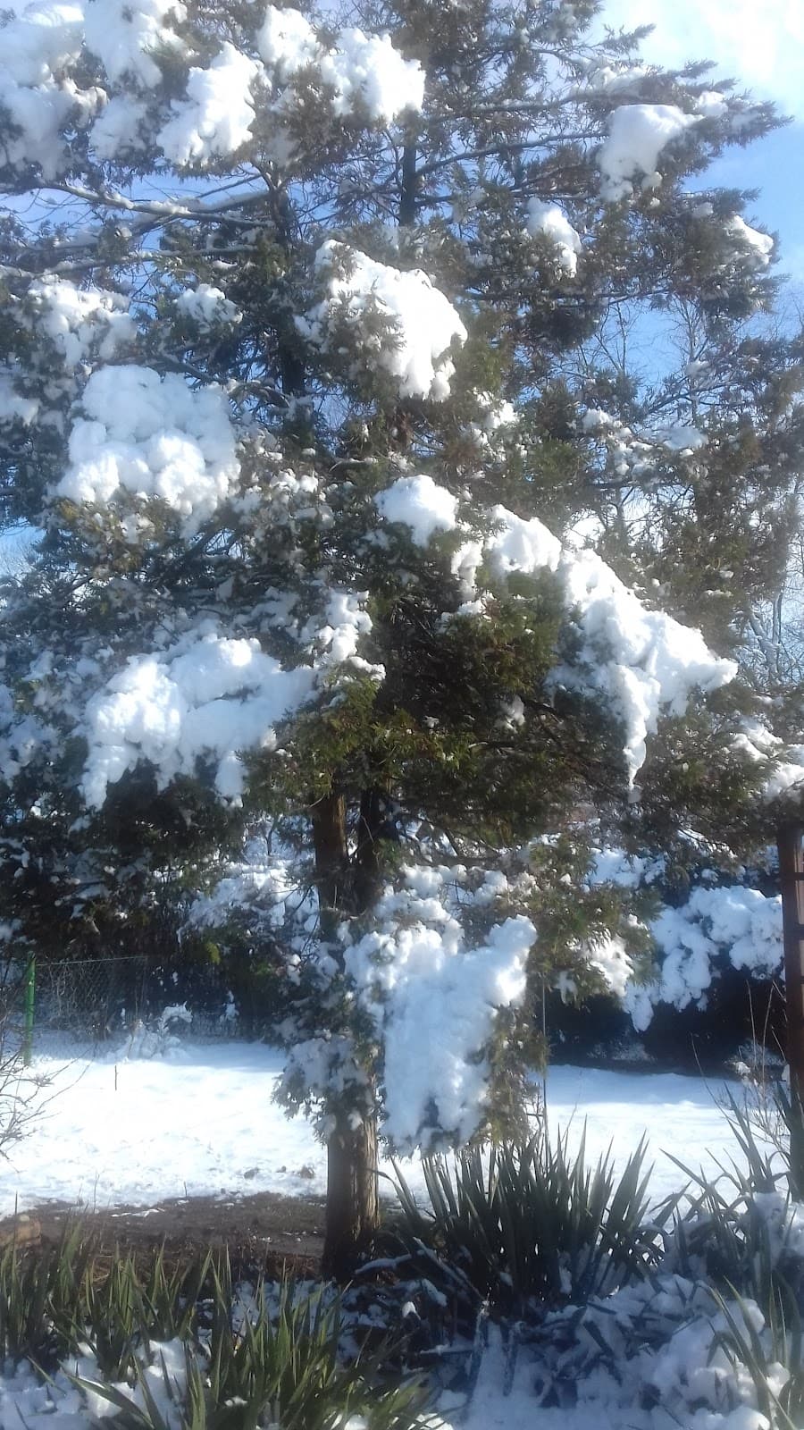 Szobiszowice - Image 1