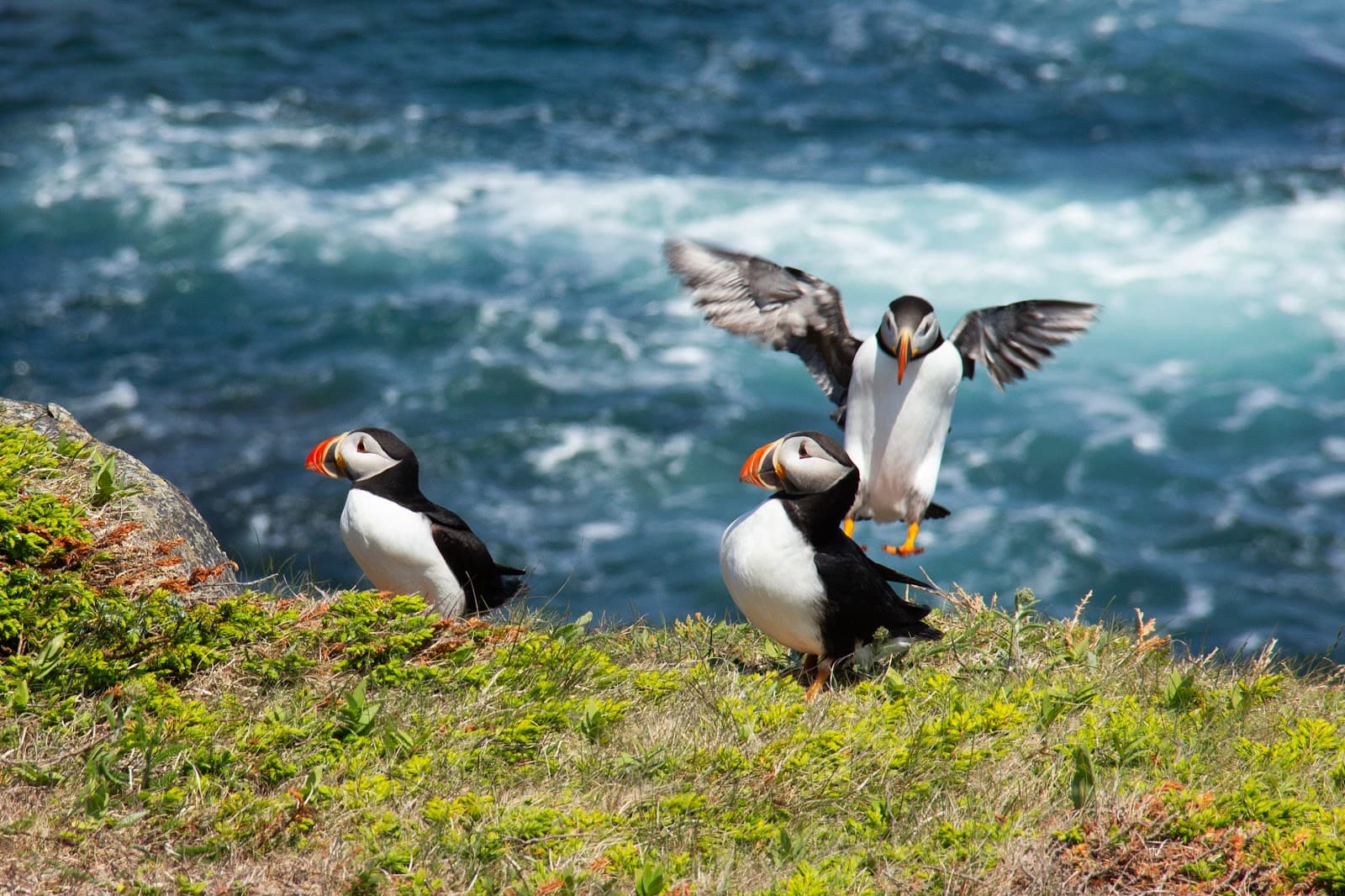 Elliston Puffin Viewing Site - Image 1
