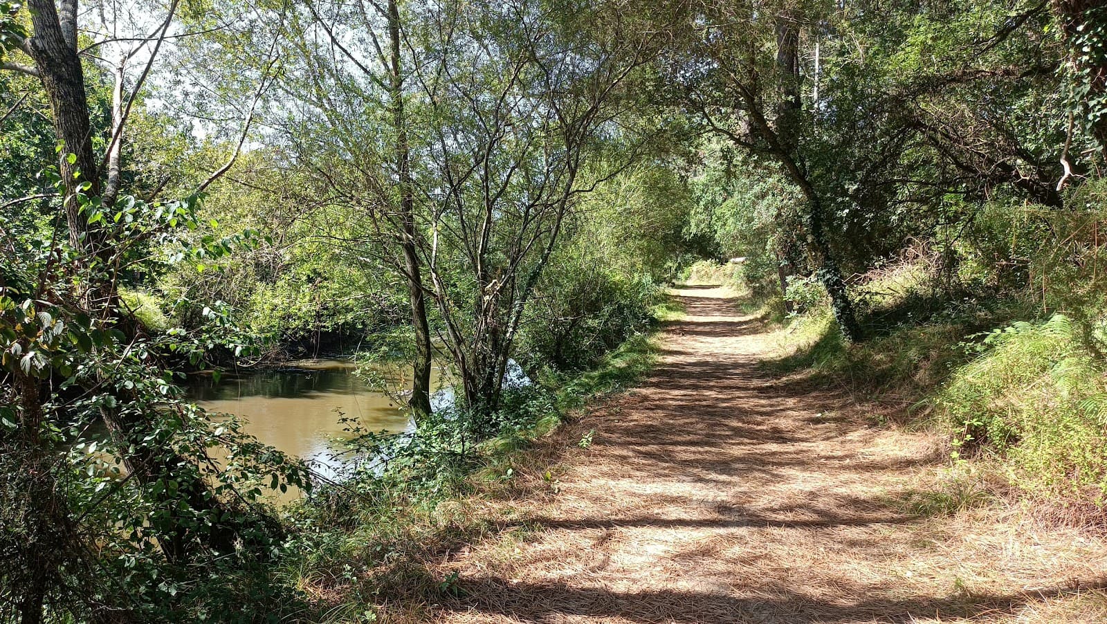 Landes Forest France - Image 1