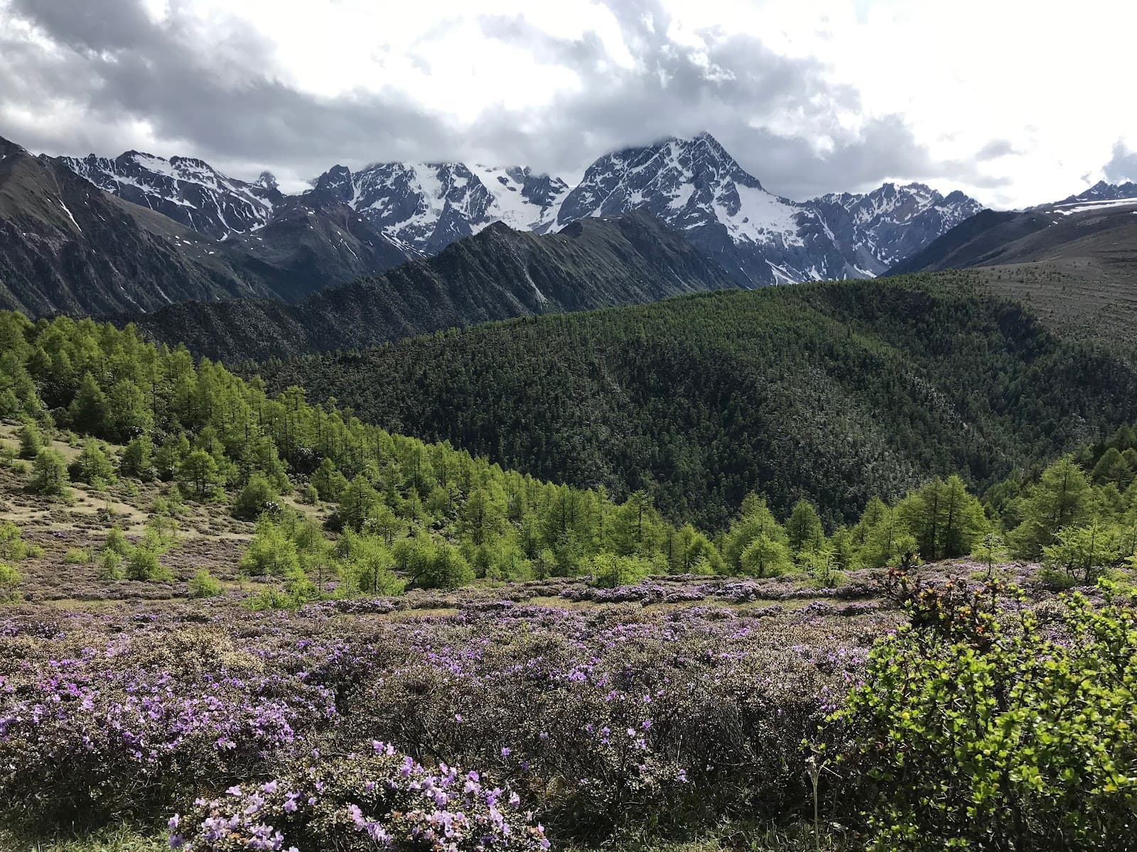 Baima Snow Mountain Nature Reserve - Image 1