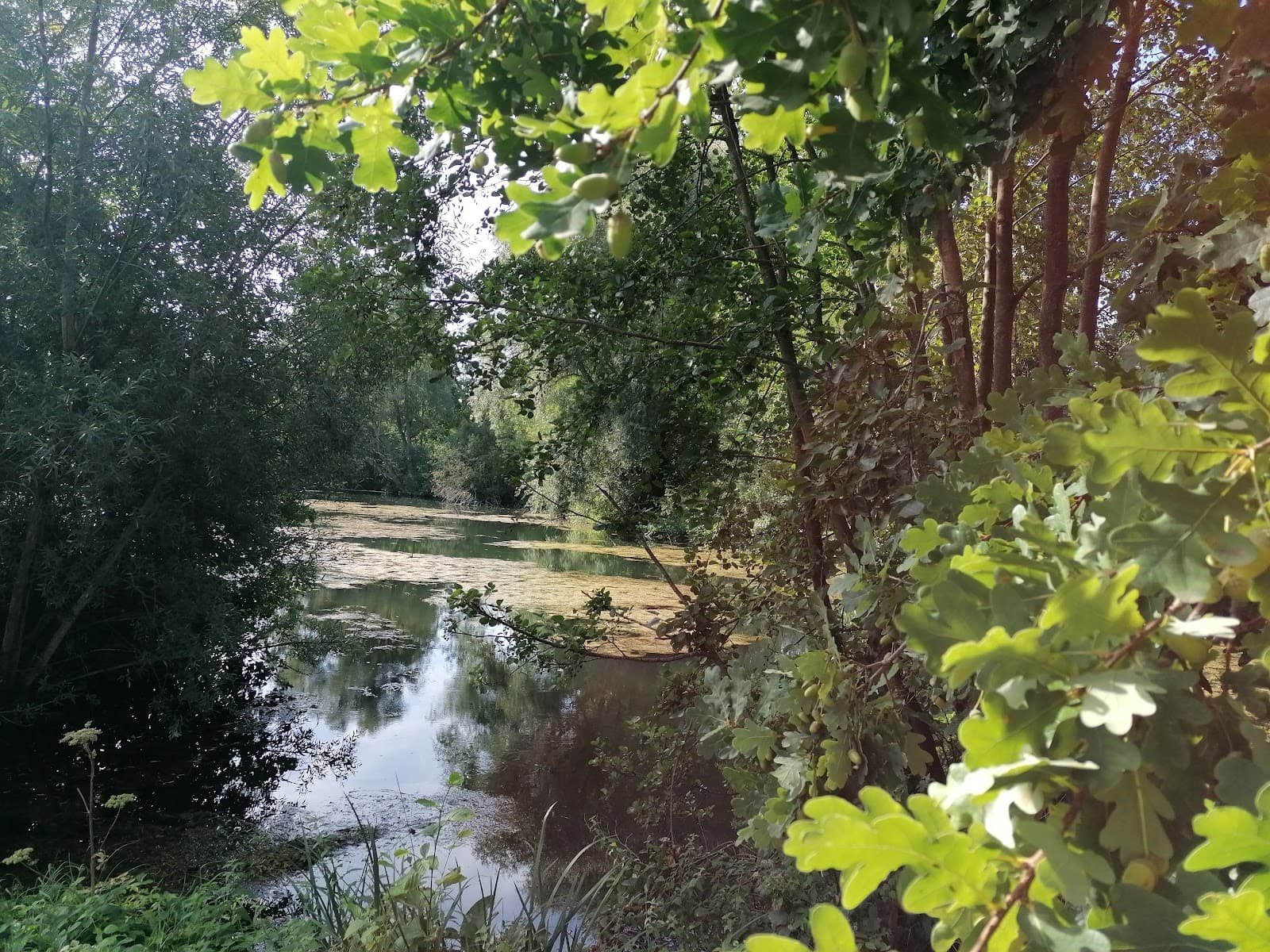 Étangs d'Arques - Image 1