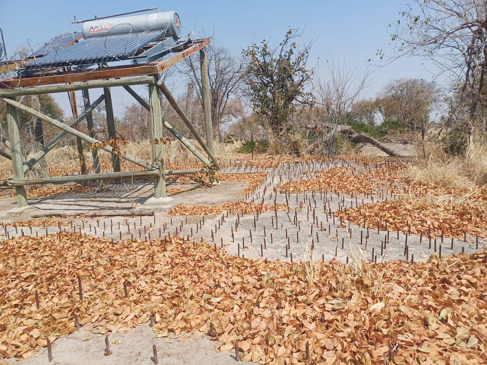 Moremi Game Reserve Drives