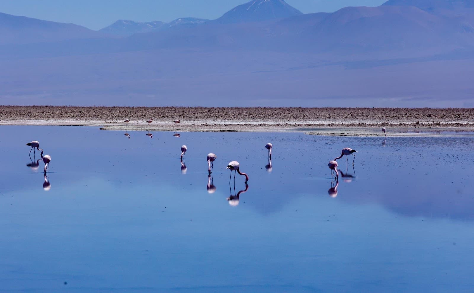 Salar de Atacama and Laguna Chaxa Atacama Desert - Image 1