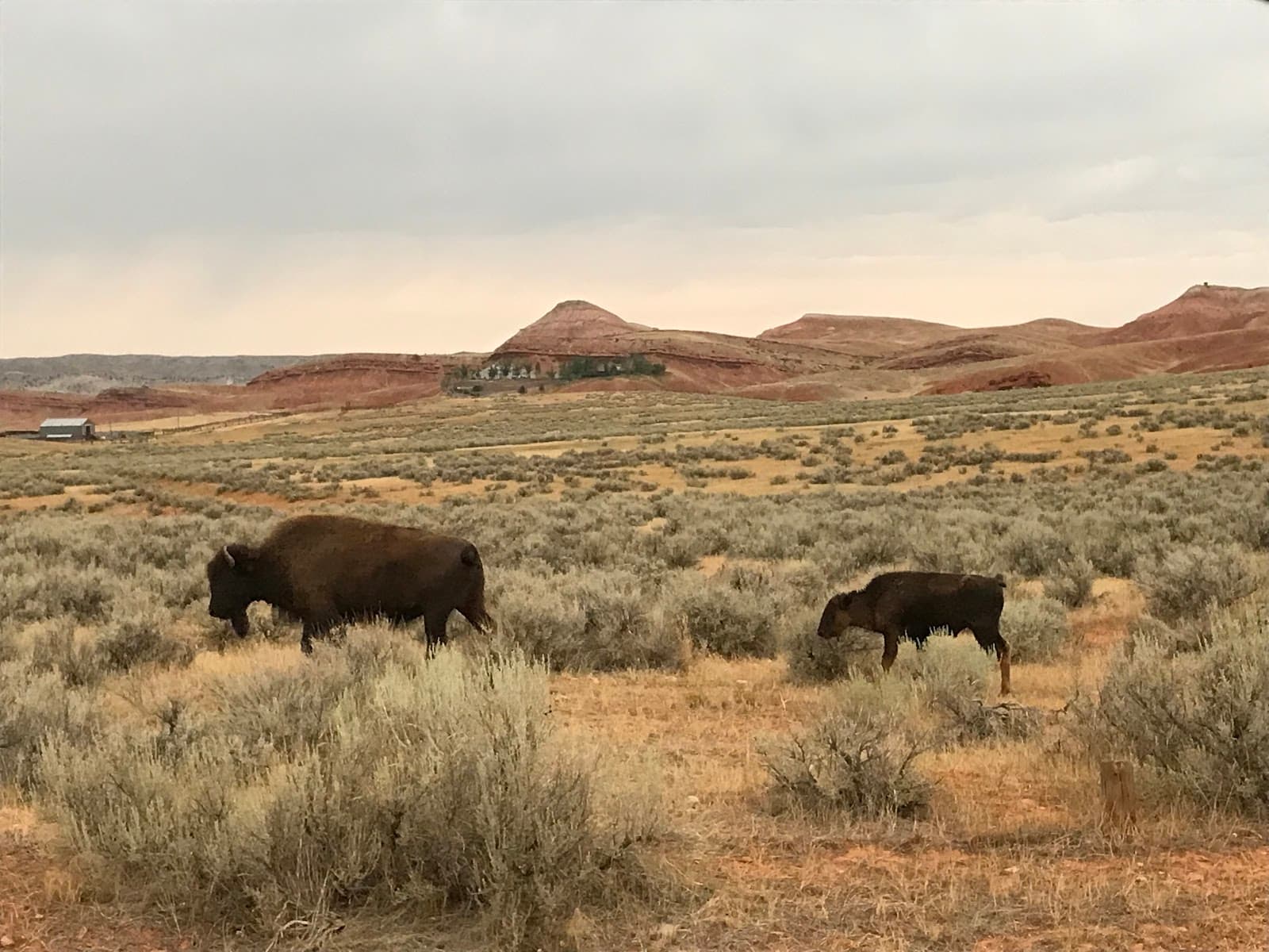 Bison Pasture - Image 1