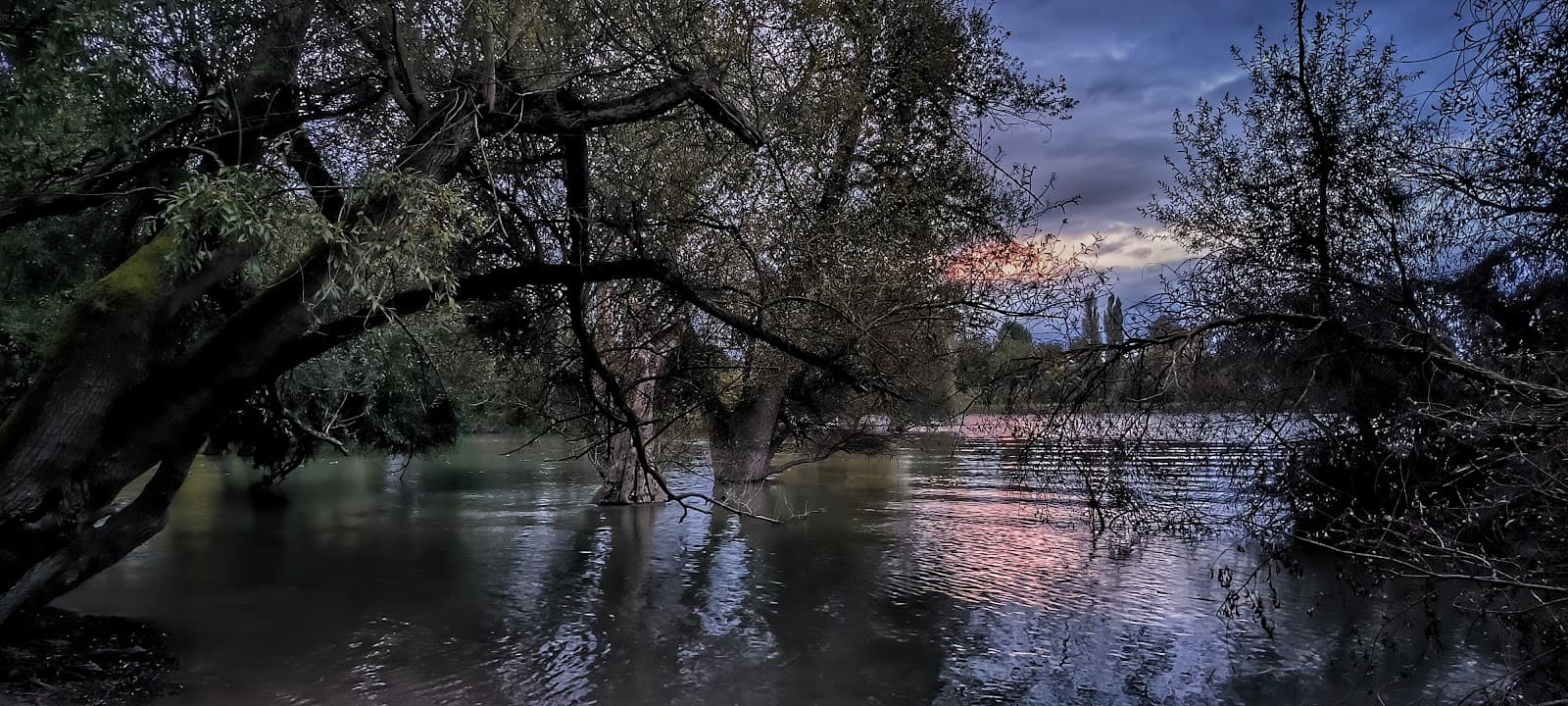 Silberpappel Friesenheimer Insel - Image 1