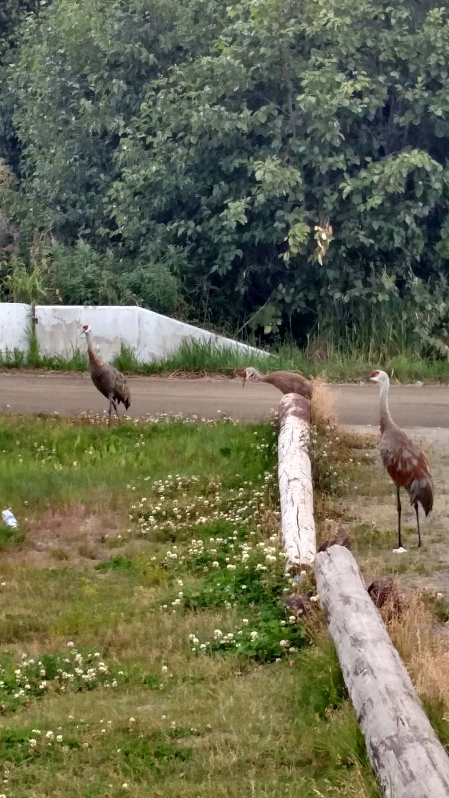 Wildlife Spotting Opportunities