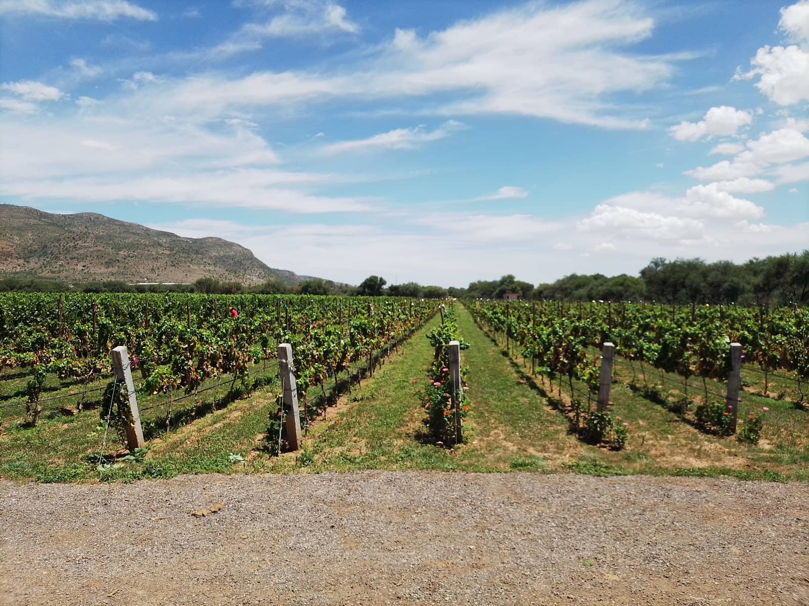 Vinícola Santa Elena