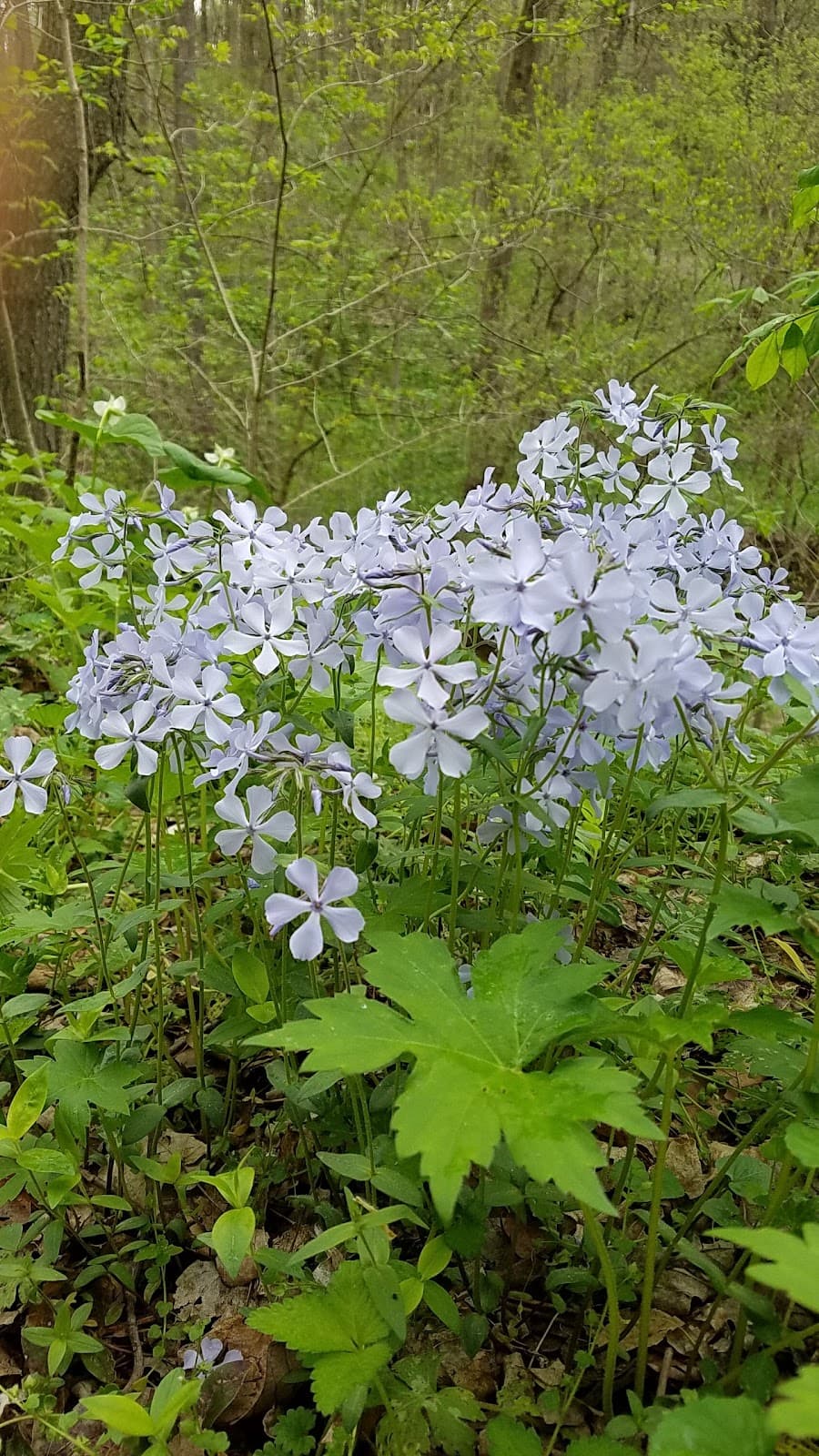 Shenk's Ferry Wildflower Preserve - Image 1