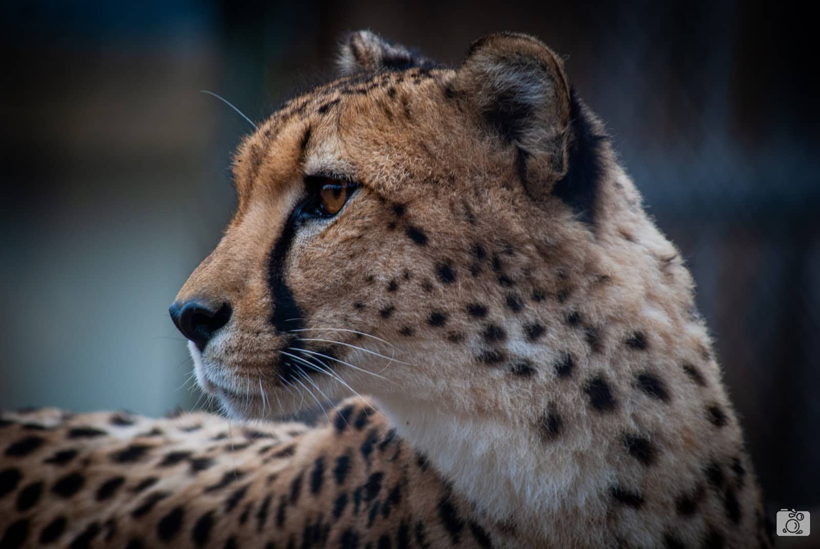 Walk-Thru Zoo Exhibits