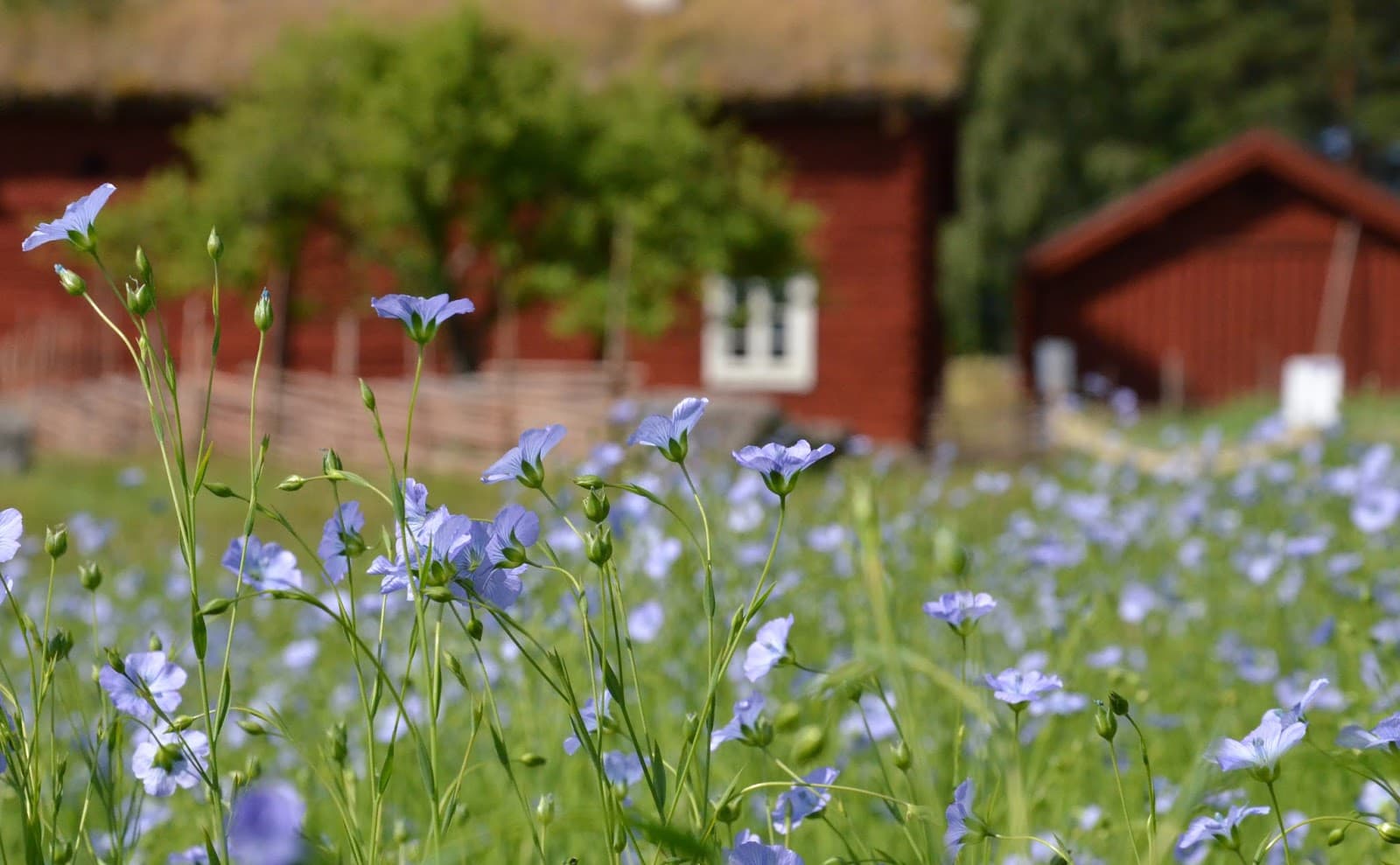 Vallby Open Air Museum - Image 1