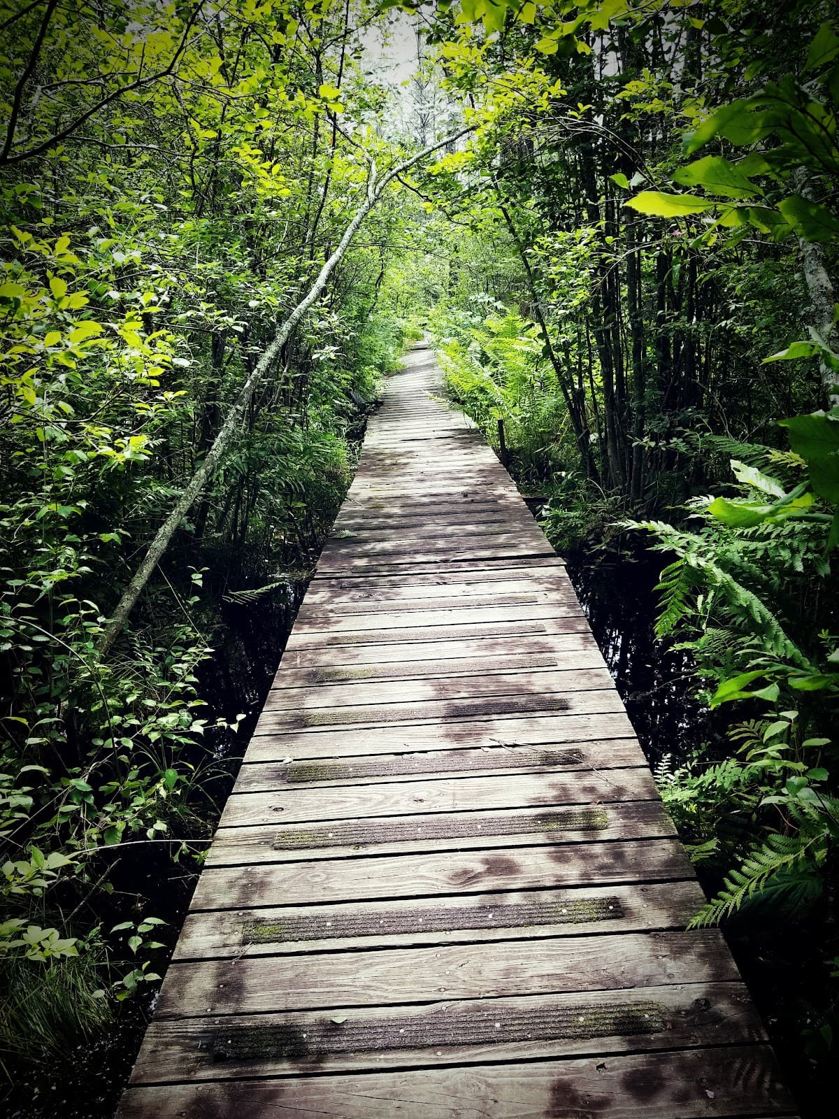 Tannersville Cranberry Bog Preserve - Image 1