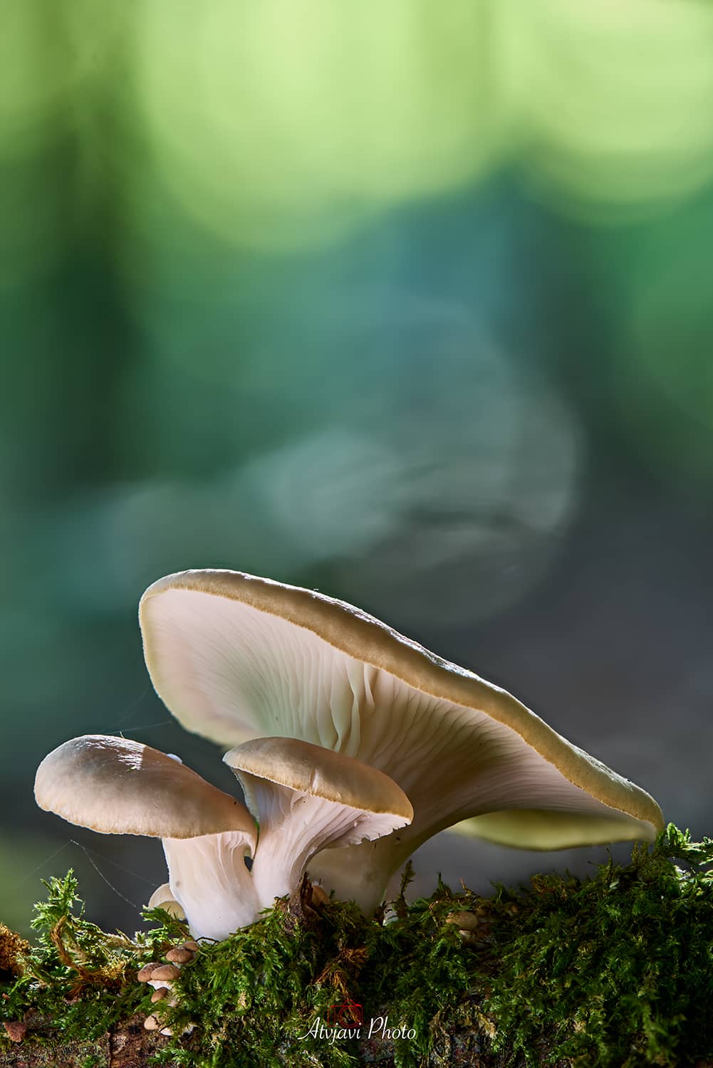 Vertical photo