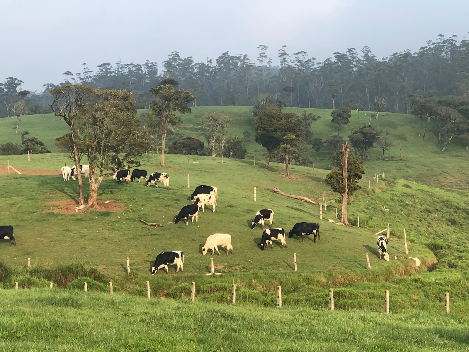Ambewela Farm - Image 1