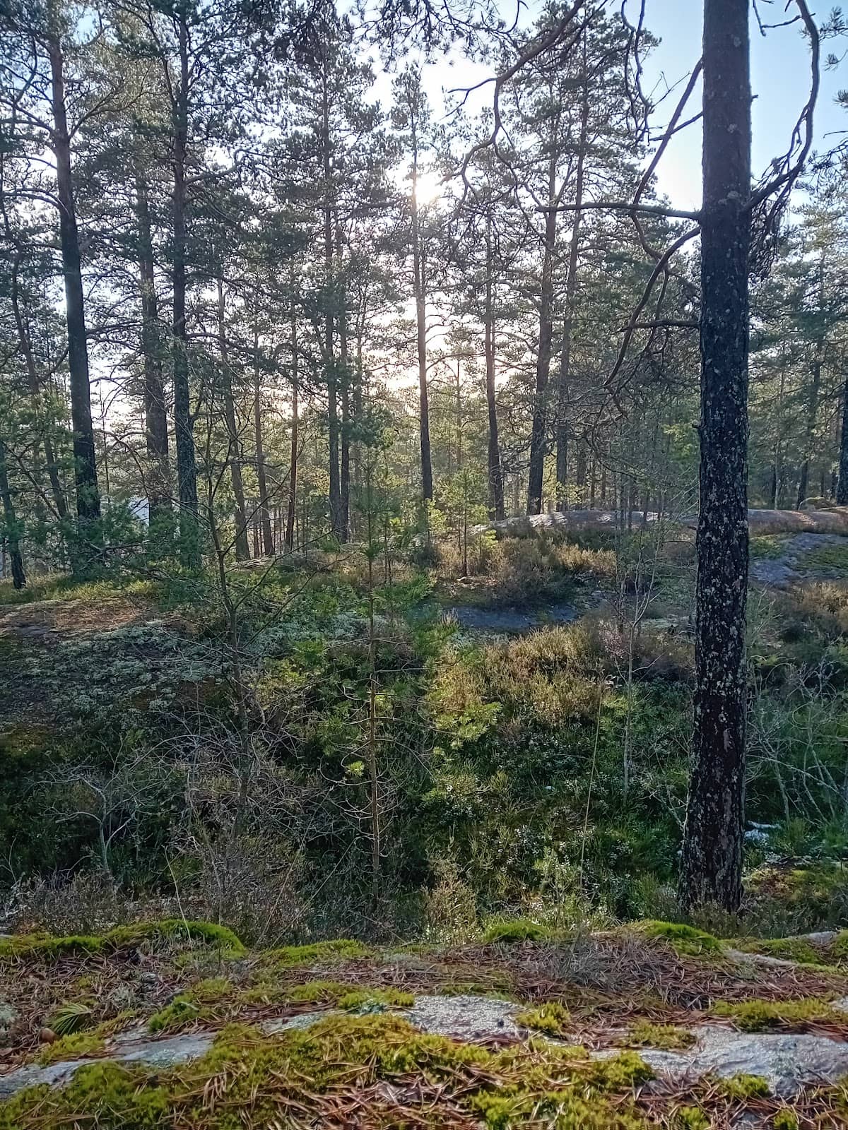 Extensive Ski Tracks